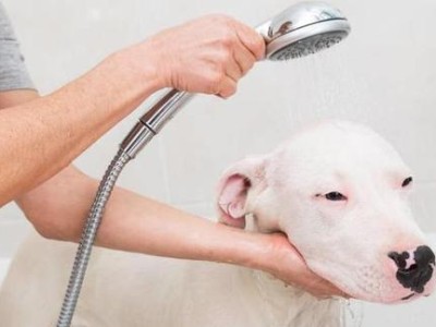 小狗狗什么时候能洗澡？（宠物犬的洗澡时间表）