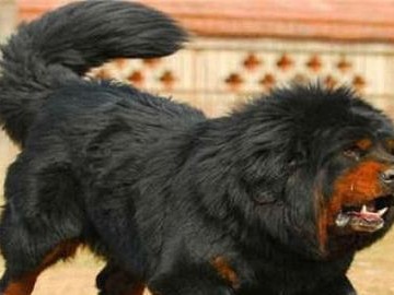 全球最昂贵的16个犬种——精美中的珍稀（探索犬界贵族，发现珍稀之美）