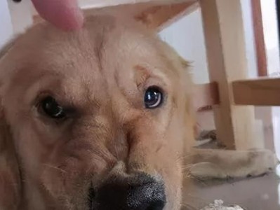 狗狗突然暴躁怎么办？（探究狗狗变得暴躁的原因及解决方法）