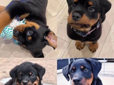 罗威纳犬的优点与养育困境（为什么人们不敢养罗威纳犬？——解析其潜在挑战与风险）
