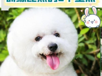 训练比熊犬，注意这些问题（培养乖巧比熊犬的15个注意点）