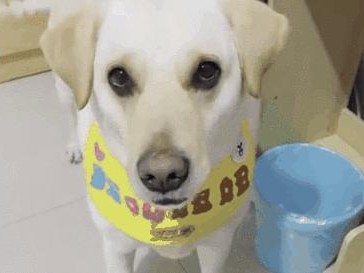 如何让你的狗健康增重（科学饮食和适当运动是关键）
