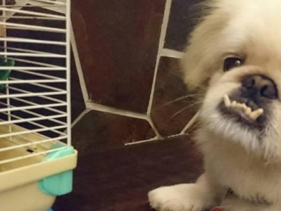 京巴犬（从容易掉毛到不善于独处，为何京巴犬没有那么受欢迎？）