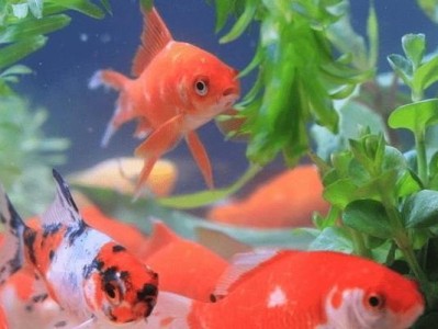 五花长尾草金鱼的饲养方法（以宠物为主，打造温馨家庭）