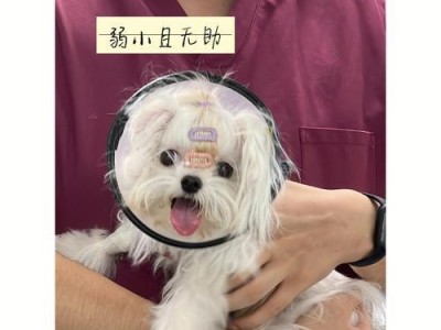 马尔济斯的饮食习惯（揭秘马尔济斯的饮食偏好与营养需求）