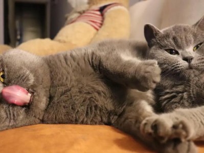 猫鼻支与人体健康之关联（探索猫鼻支与人体健康的神秘联系）