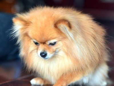 探秘博美犬的狗狗世界（了解博美犬的特点和养护知识）