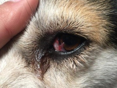 狗狗眼睛发红是什么症状？（了解狗狗眼睛发红的原因和治疗方法）