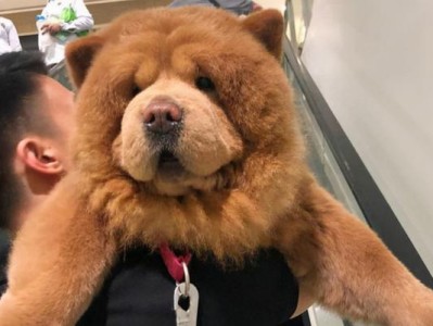 如何正确清洁松狮犬的耳朵（宠物养护指南——耳部健康必备）