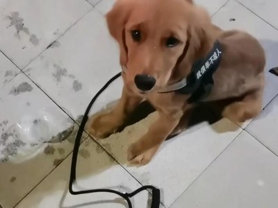 金毛犬为什么老丢？（寻找金毛犬失踪的原因和解决办法）