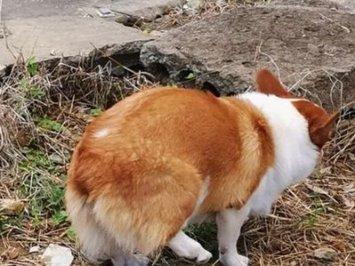 探究柯基犬常见疾病，关注宠物健康（保护你的宠物，了解柯基犬的健康问题）