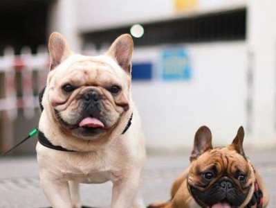 法国斗牛犬的饲养方法（宠物爱好者必看，养法一步不错！）