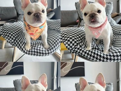 法国斗牛犬的昂贵原因解析（了解法斗的价格背后隐藏的秘密）