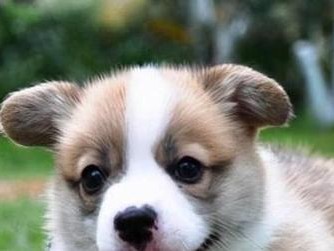 小心这些疾病，让你的柯基犬健康幸福！（预防措施及治疗方法全解析）