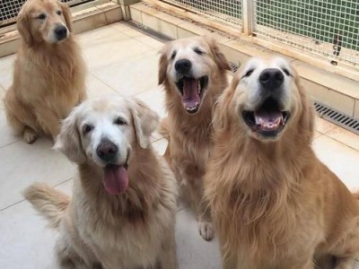 世界上25种最昂贵的犬种介绍（珍稀狗品种的豪华选择）