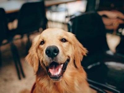 黄金猎犬的饲养方法（养犬之道，养好黄金猎犬）
