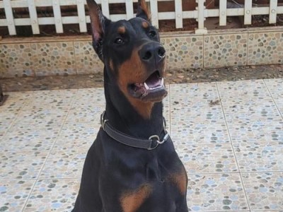 泰迪为何容易得犬瘟？（探究泰迪易感犬瘟的原因及预防方法）