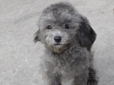 泰迪犬灰色的高价之谜（探究灰色泰迪犬价格高涨的原因及最受欢迎的颜色选择）