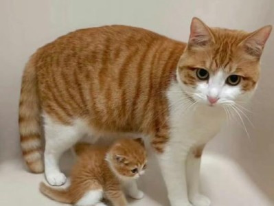 如何判断猫咪何时准备生产？（探寻猫咪生产前兆的关键线索）