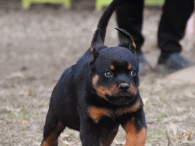 卡斯罗幼犬的价格受哪些因素影响？（探寻卡斯罗幼犬价格的多方面影响因素）