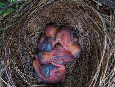 白头鹎的饲养方法（详细介绍白头鹎的适宜饲养环境和营养需求）