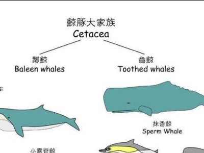 如何正确饲养黄鹰（掌握黄鹰宠物饲养方法，让它健康成长）