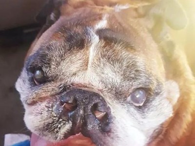 哪种狗狗品种被公认为最丑的犬种？（揭秘世界上最丑狗狗品种）