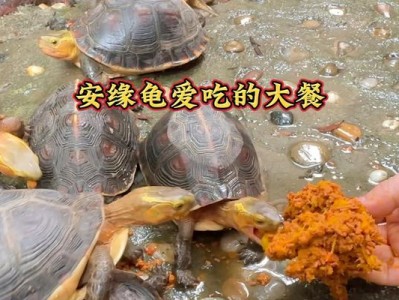 乌龟暴饮暴食引发的身体变化（当乌龟吃多了，会发生什么变化呢？）