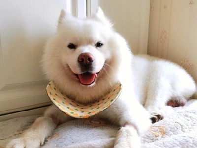 萨摩耶犬的皮肤病（认识萨摩耶犬皮肤病的类型和症状，帮助您的萨摩耶犬重拾健康）