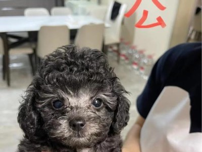 泰迪饲养指南（从接种时间到种类，让你轻松了解疫苗养护）