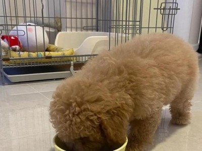 狗狗易患白内障的品种及预防方法（了解哪些狗狗易患白内障，保护它们的眼睛健康）