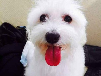 揭秘以马尔济斯犬便秘的原因（探究宠物饮食、运动和疾病三个方面的影响因素）