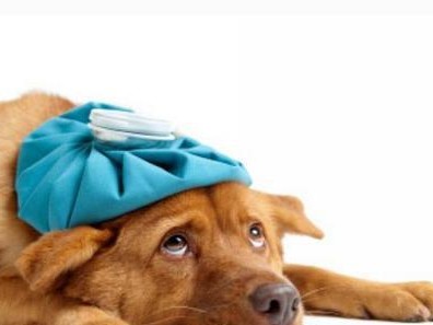 秋季宠物狗狗的保健指南（为宠物狗狗提供全面的养护保健，让它健康度过秋季）