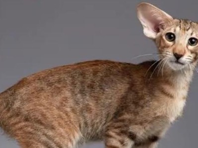如何科学饲养东方短毛猫（宠物爱好者必读的东方短毛猫饲养指南）