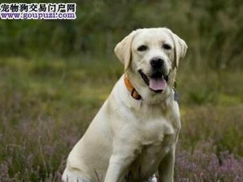 如何正确运动拉布拉多幼犬（关爱宠物，从正确运动开始）