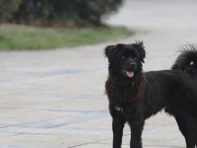 如何养护以平毛寻回猎犬？（以宠物为主，实用养护技巧，提高饲养效果）