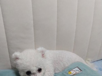 比熊嘴巴的完美设计（以嘴巴为主题的比熊狗独特之处）