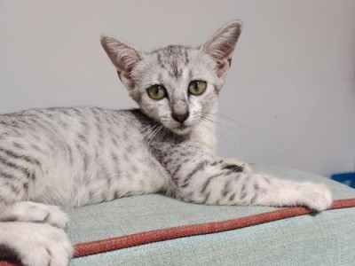 埃及猫饲养指南（以宠物为主的完美伴侣）