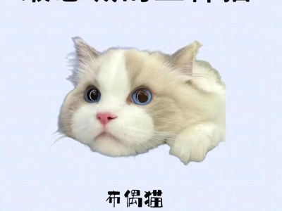 布偶猫的魅力与高价之谜（探寻布偶猫为何备受宠爱与追捧）