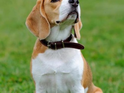 比格犬和巴吉度的区别及价格差异