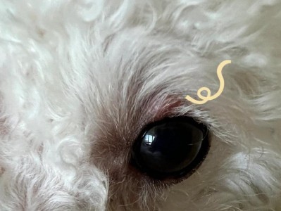 狗狗眼睛周围的问题（常见眼部问题及护理方法）