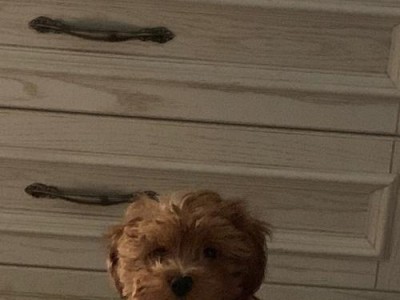 探秘三个月大的泰迪犬的成长奇迹（可爱泰迪犬三个月内变化巨大，背后的成长秘密揭晓）