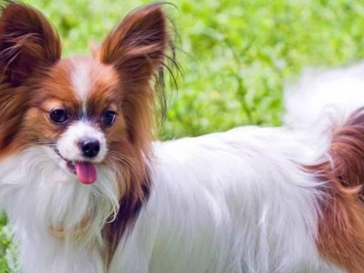 蝴蝶犬的价格及健康鉴定方法（了解蝴蝶犬的价格和如何鉴定健康犬只）
