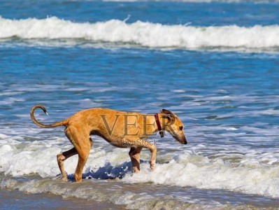 杂种狗的寿命究竟有多长？（混血犬的杂交优势和寿命长短）