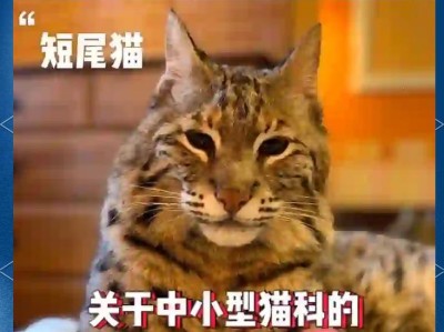 猫为什么有的是短尾巴？（探究猫科动物尾巴长度的原因与影响）