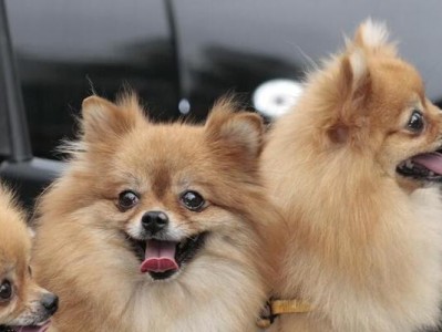 银狐犬的饲养全攻略（打造健康、快乐的爱宠生活）