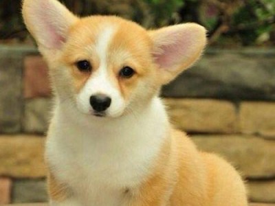 宠物柯基犬感冒怎么办？（如何帮助犬只抵抗感冒？）