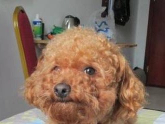 泰迪狗两个多月老吐原因分析（探究泰迪狗呕吐的成因和应对方法）