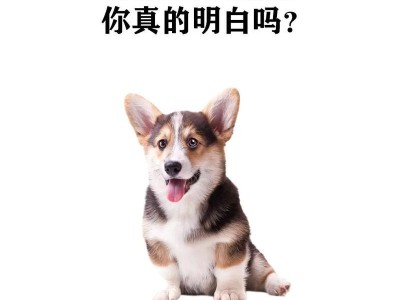 家养狗狗的体型分析与区分（了解你的狗狗是何种体型，更好地照顾它们）