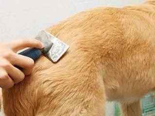 秋季狗狗洗澡注意事项（如何为宠物犬做好秋季清洁保健？）